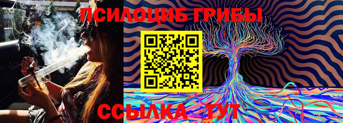 Псилоцибиновые грибы Cubensis Апатиты